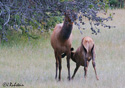 Cervus elaphus nelsoni